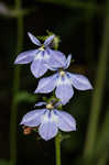 Pale spike lobelia